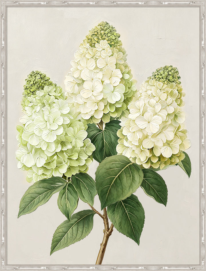 Pinnacle Hydrangea 1 Medium Canvas in Bamboo Frame