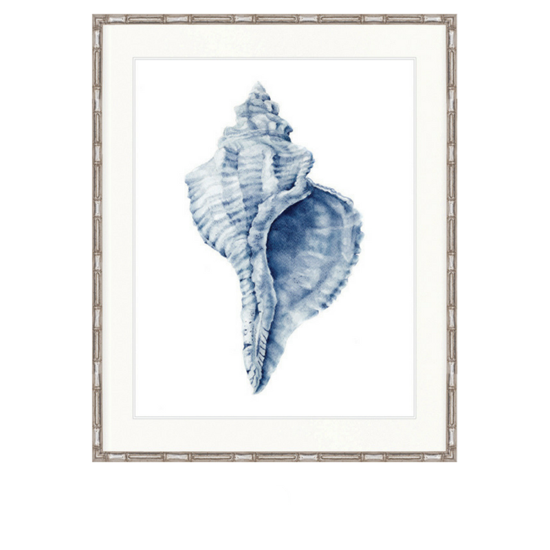 Exquisite Shell No 3 | Designer Boys Art