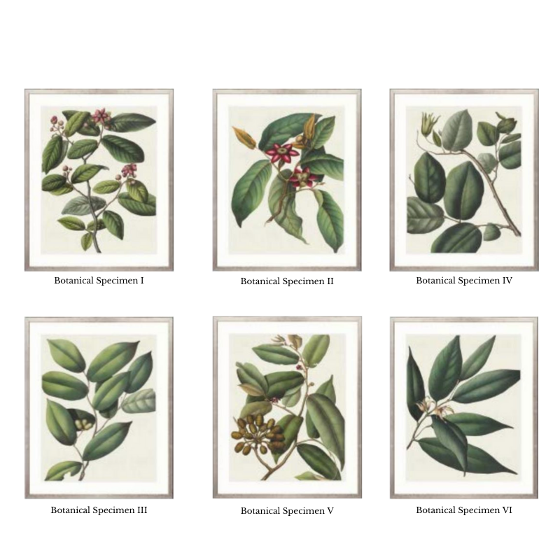 Von Mueller Botanical Framed Artwork Collection