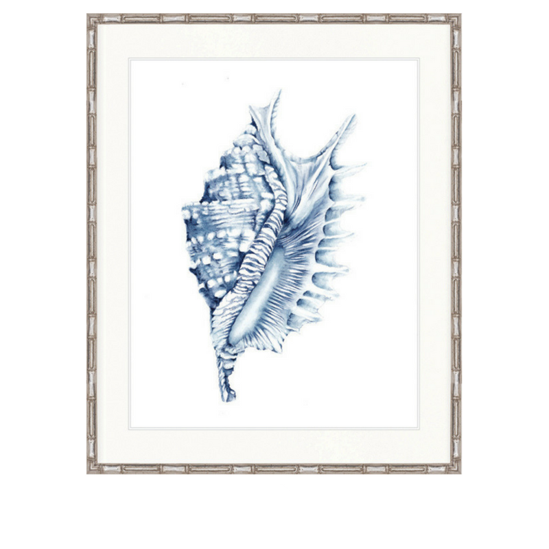 Exquisite Shell No 4 | Designer Boys Art