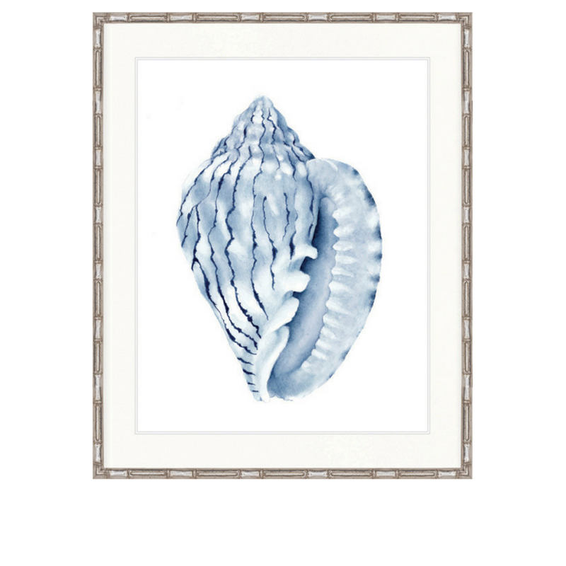 Exquisite Shell No 5 | Designer Boys Art