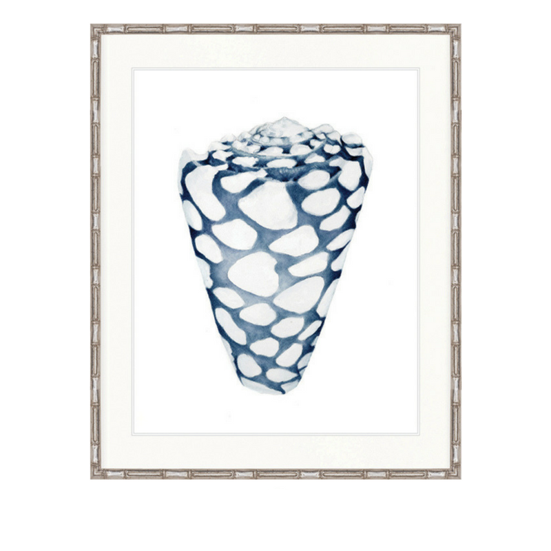 Exquisite Shell No 6 | Designer Boys Art