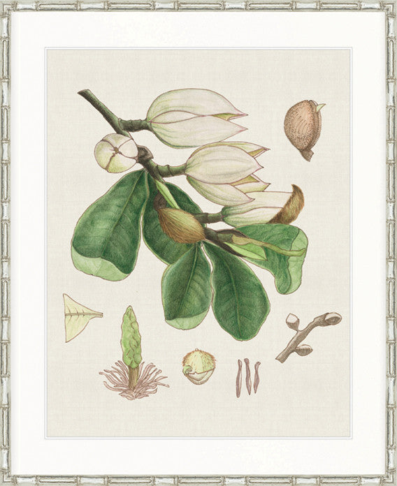 Classic Botanical Study No 3 | Designer Boys Art