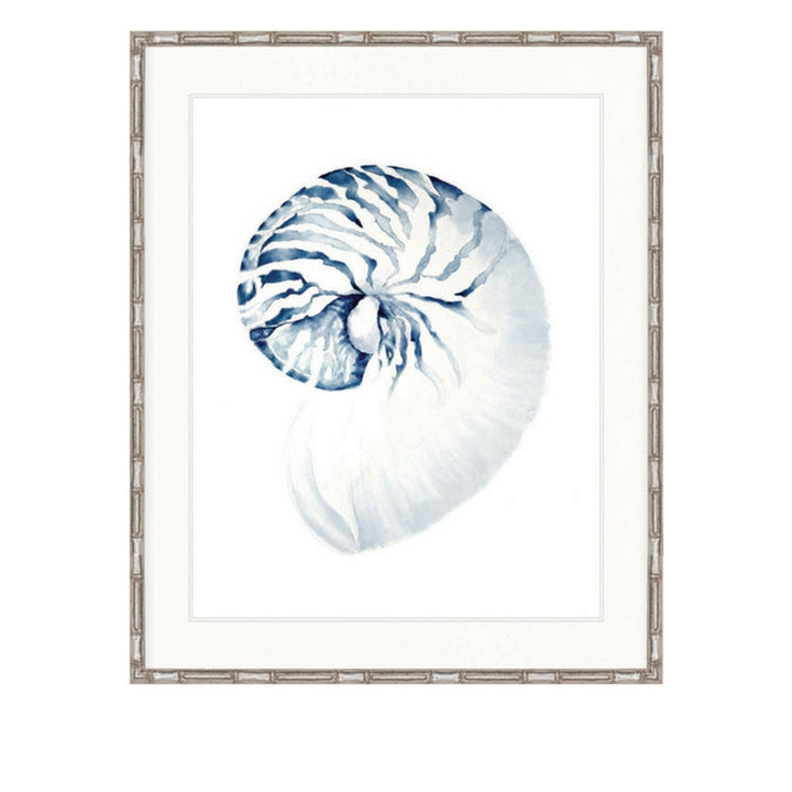 Exquisite Shell No 2 | Designer Boys Art