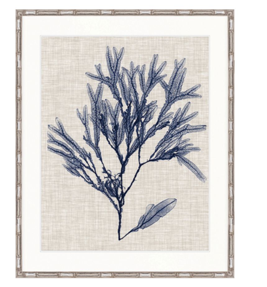 Delicate Seaweed Vi Collection Designer Boys