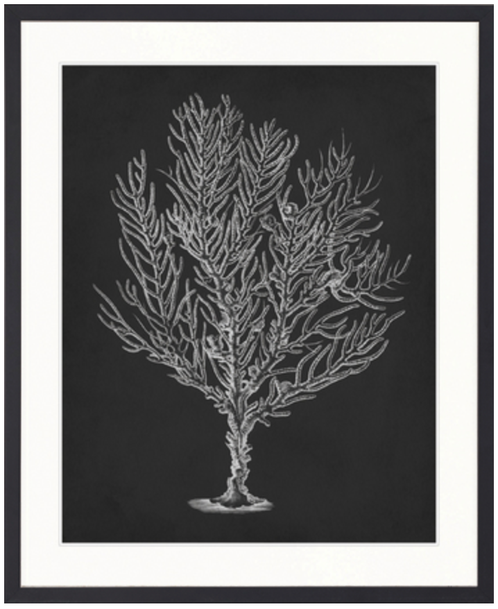 Curious Coral Delight No 4 | Designer Boys Art