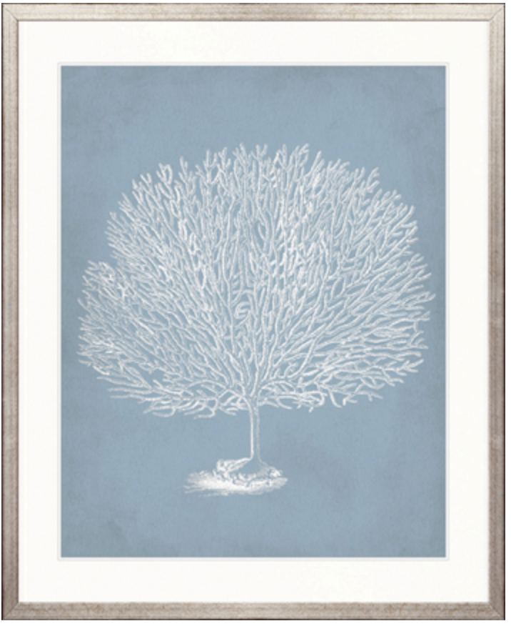Curious Coral Delight No 7 | Designer Boys Art