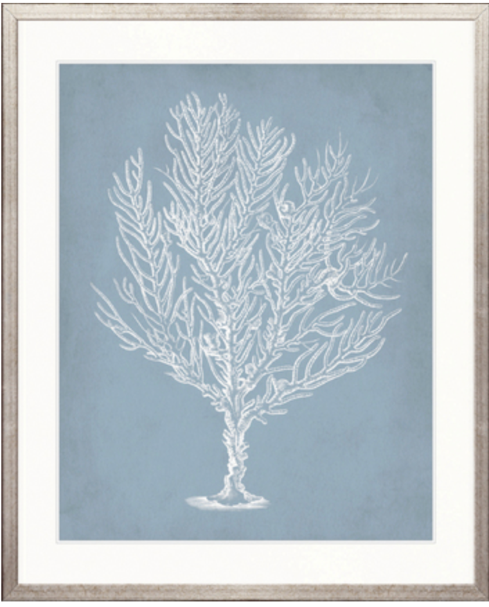 Curious Coral Delight No 9 | Designer Boys Art